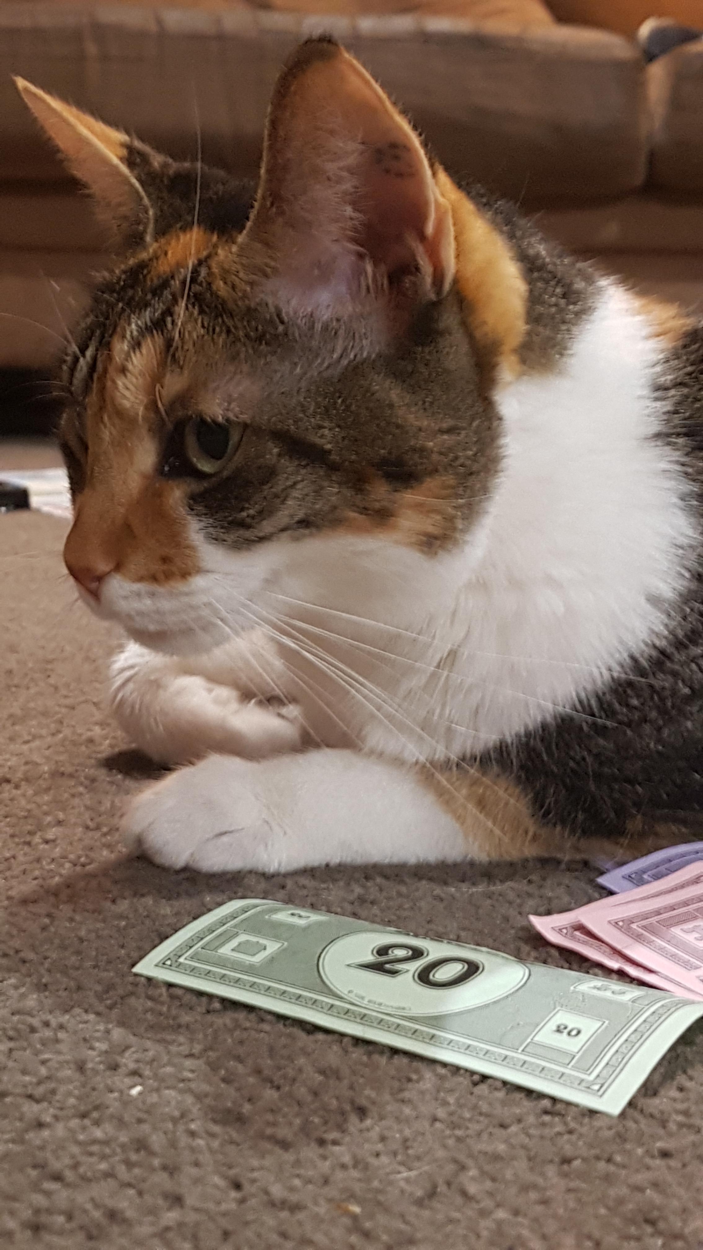 monopoly cat