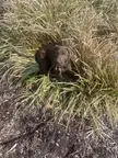 Plant killer