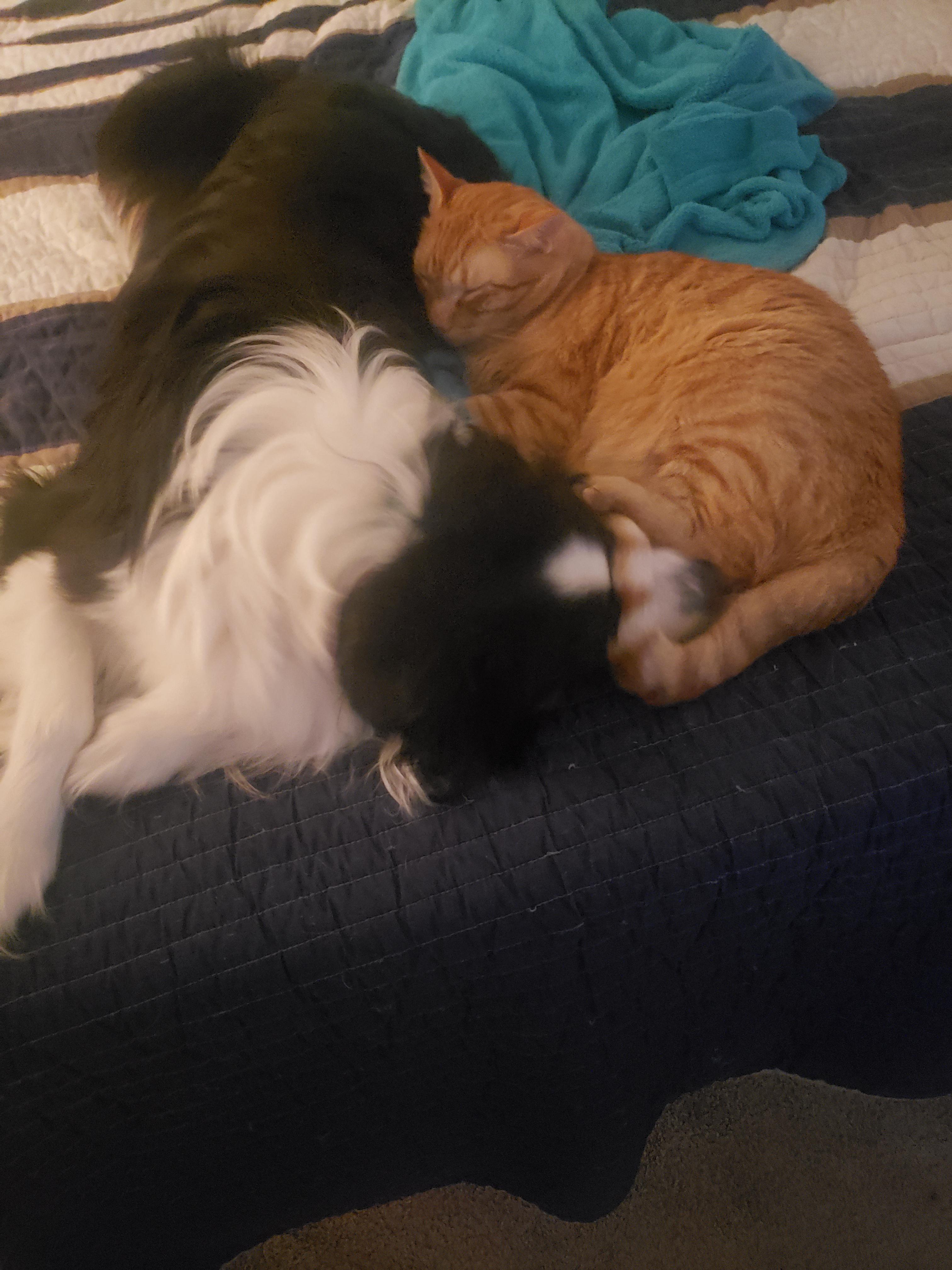 naps-are-better-together-oc-scrolller