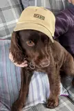 Spaniel in a hat