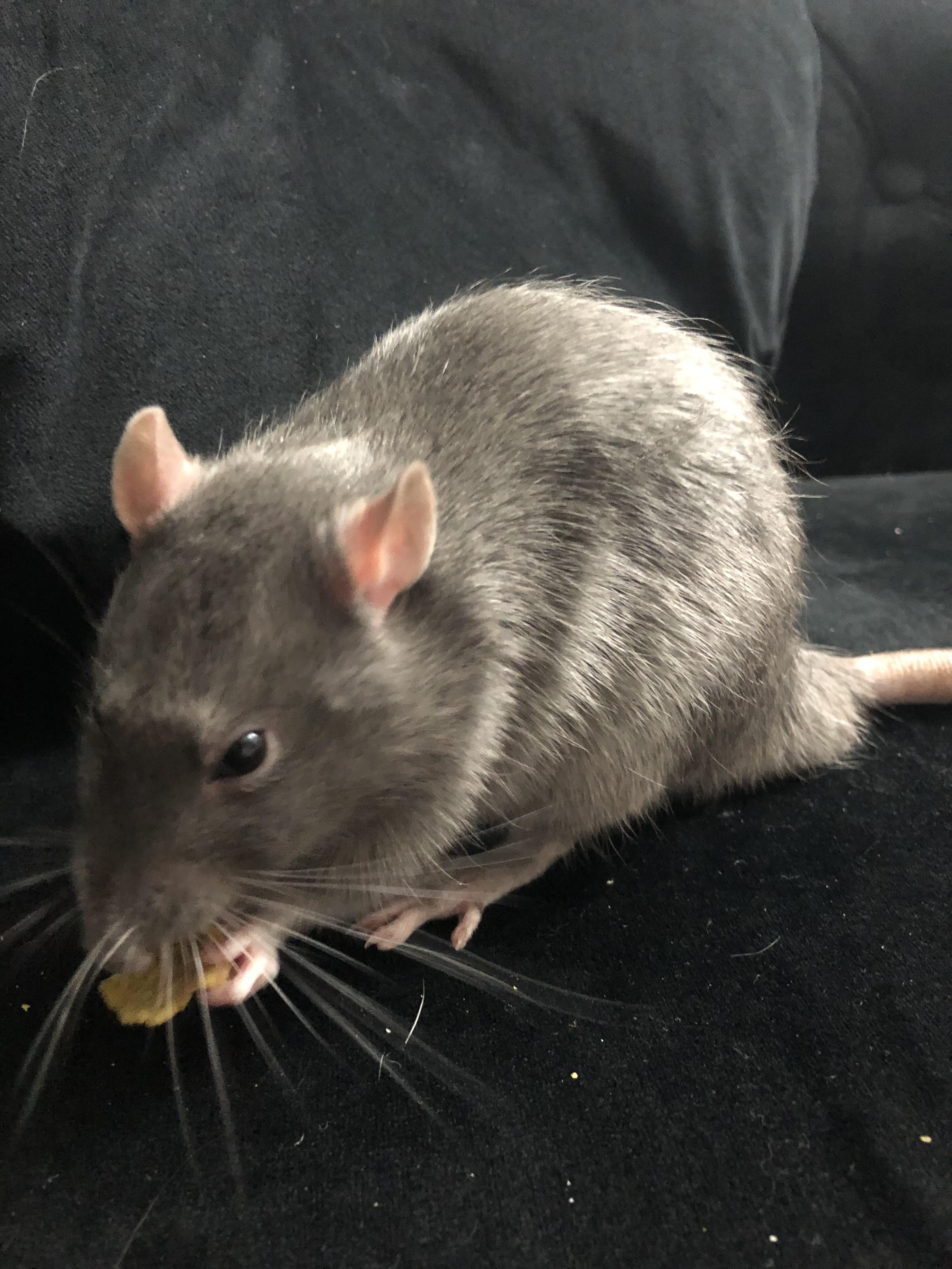 My rats think corn flakes are CRACK. They come RUNNING for them. They don’t even like yogurt drops this much. (They’re the low sugar kind!)