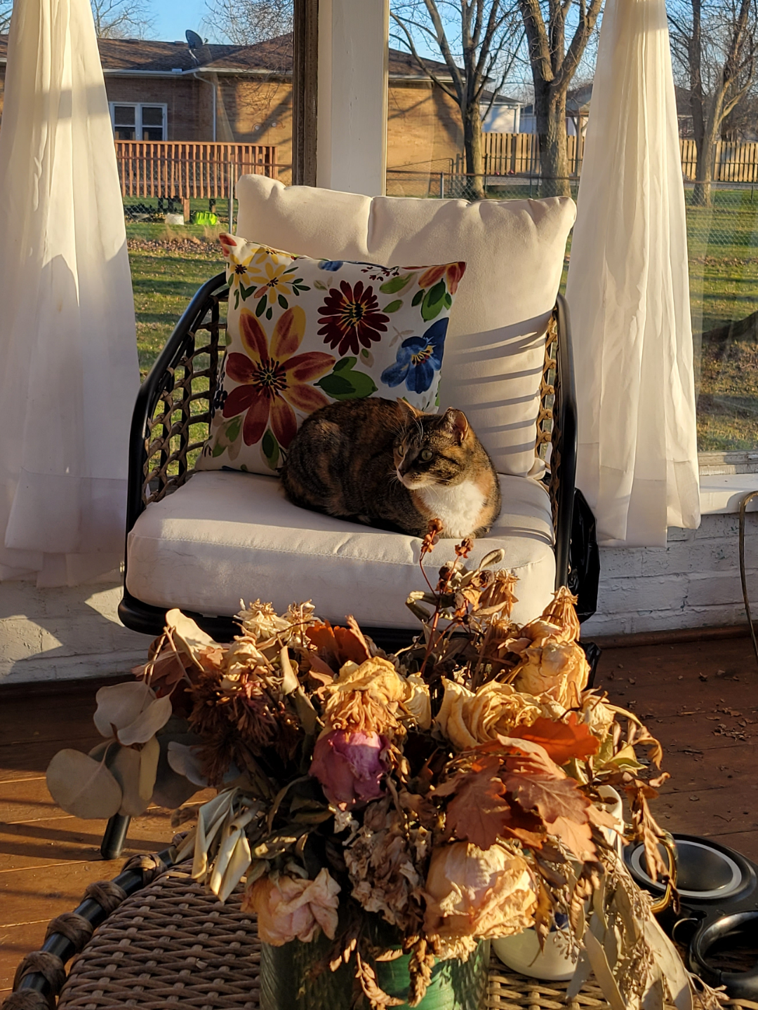 My favorite picture of my new cat, living her best life ♥