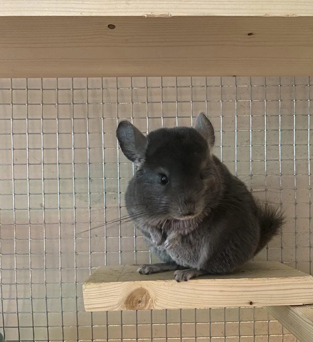 So My Boy Is Nearly 6 Months Old And Currently Weighs 425g What Does so-my-boy-is-nearly-6-months-old-and-currently-weighs-425g-what-does