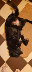 Scratch my belly mode