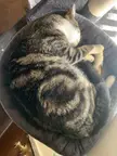 Post tuna coma