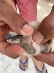 My husky got this on her foot (?)