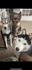 Derps