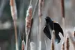 Red-winged blackbird