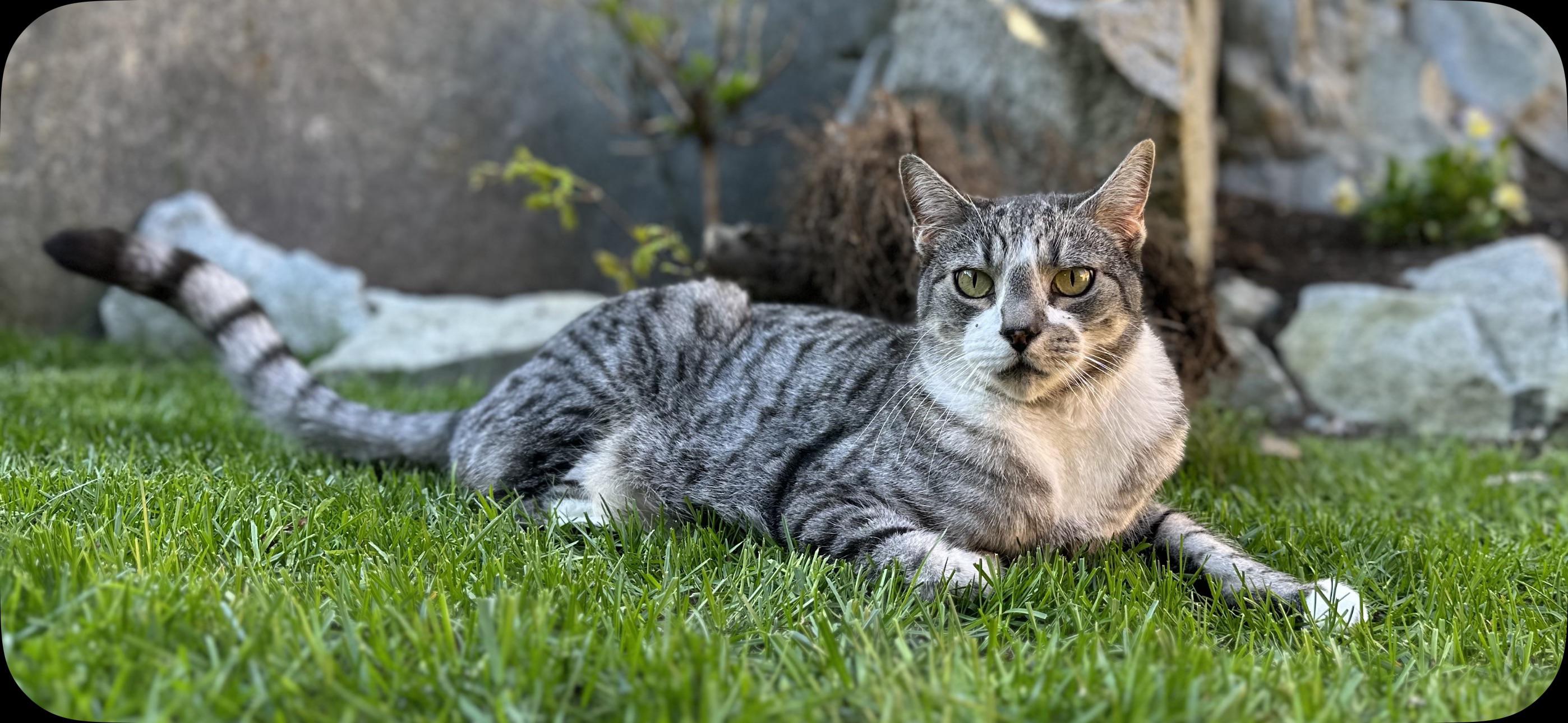 Happy Birthday Maverick