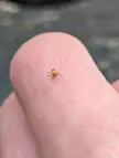 Tiny spider - UK