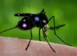 Awakened mosquito: Cosmic fear mode