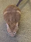 HashLoaf
