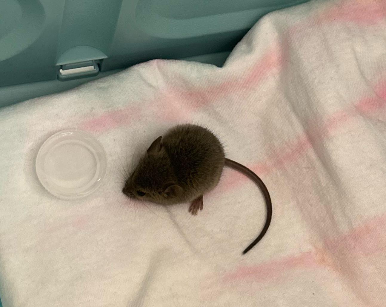 City mouse with broken foot?