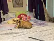 Tink the wink in her (human) sisters bedroom