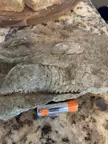 My first cephalopod! AA battery for size