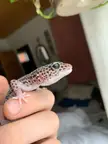 Help, is my leopard gecko going blind