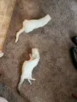Disabled ferret. Adding a 3rd?