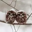 sweet adorable baby owls