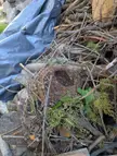 What type of nest is this?
