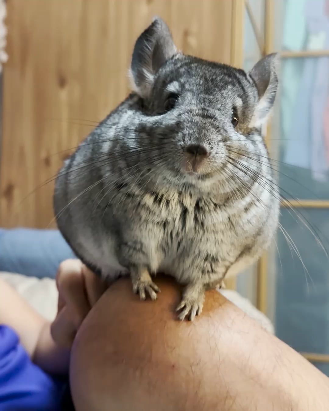 chinchilla