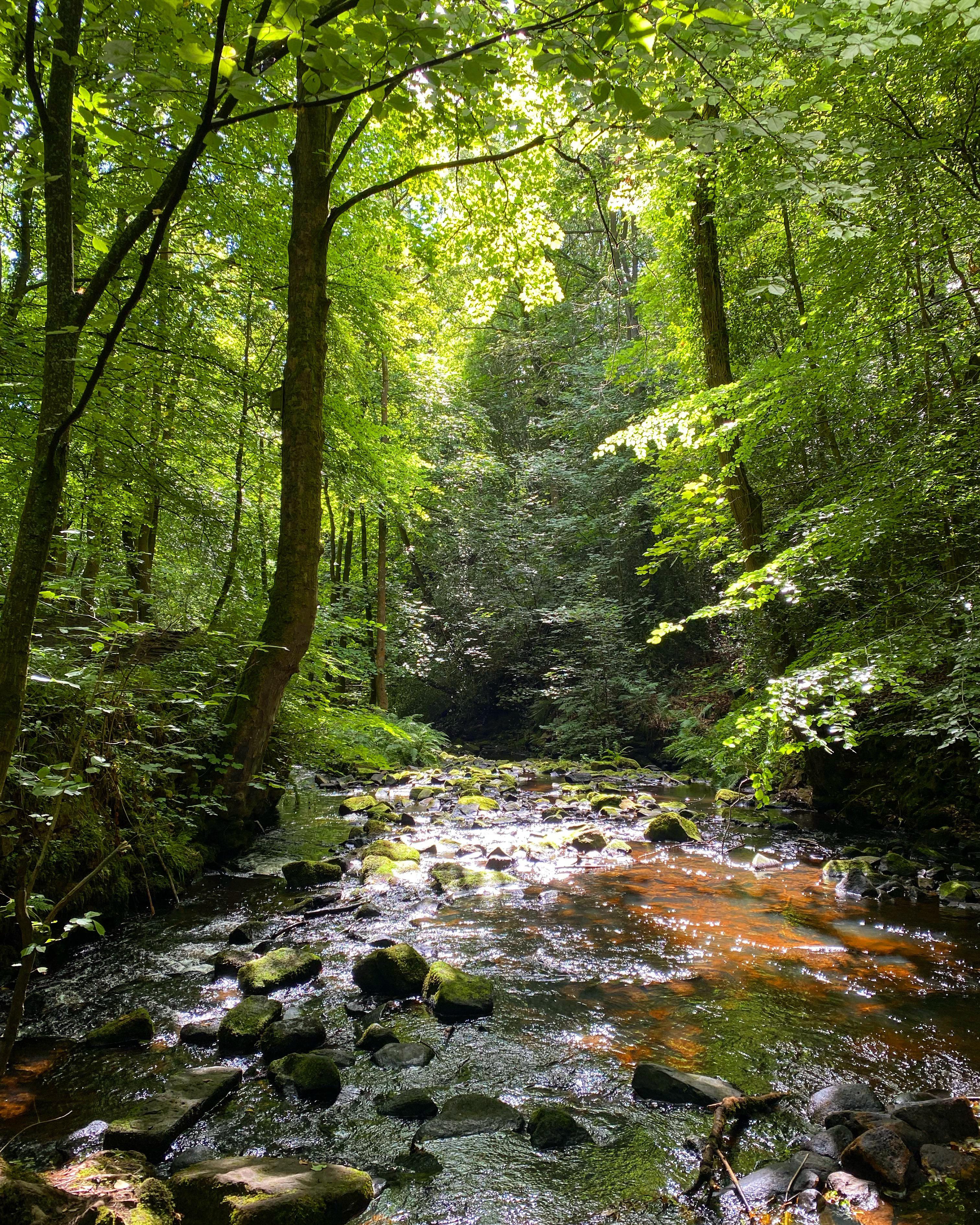 Rivelin Valley Spring Rivelin Valley Trail, Sheffield UK. 🌳😌🌳 | Scrolller