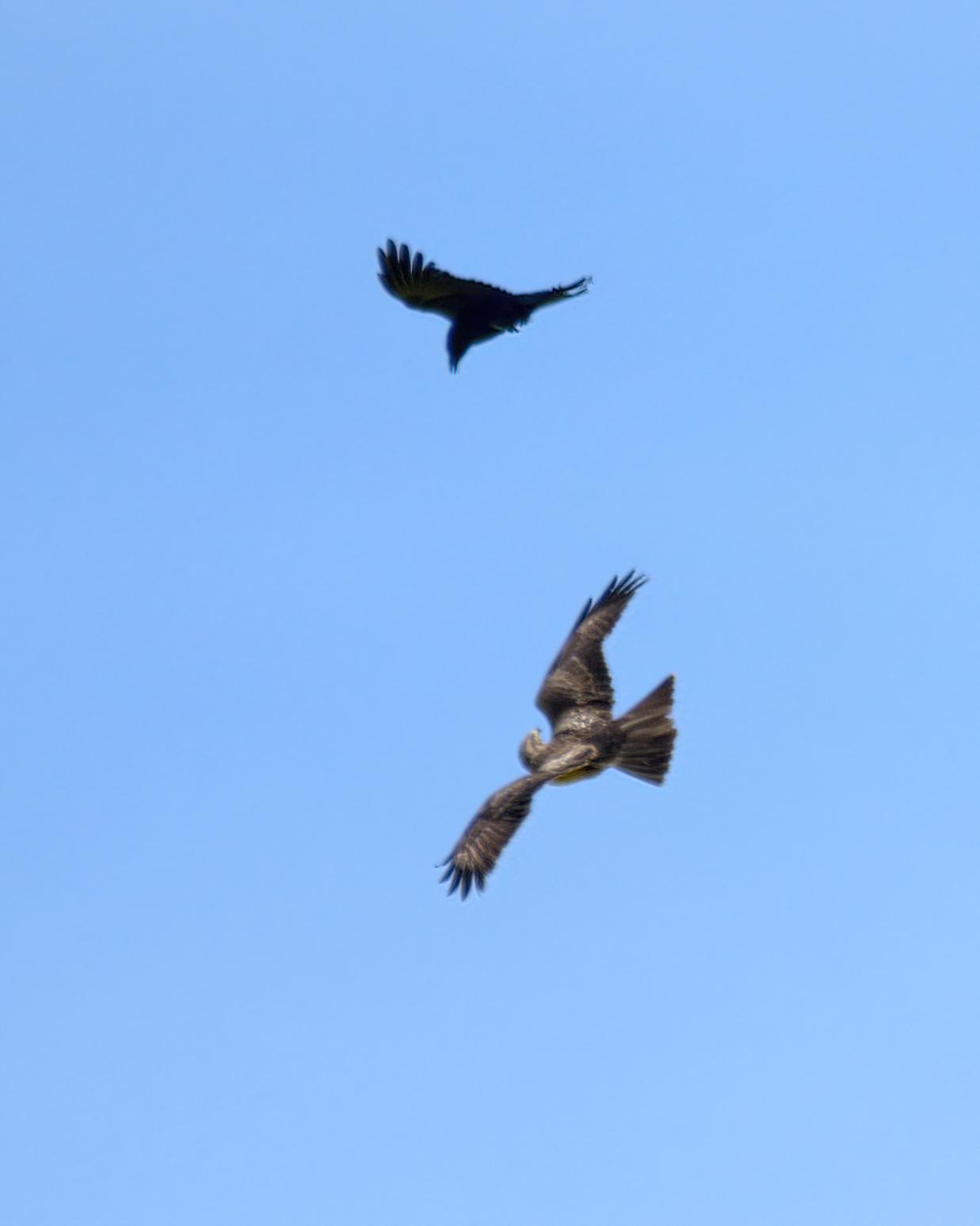 Common Buzzard (Buteo buteo) and Carrion Crow (Corvus corone). Constant enemies. UK.