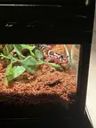 are licking/digging normal behaviours for central banded geckos?