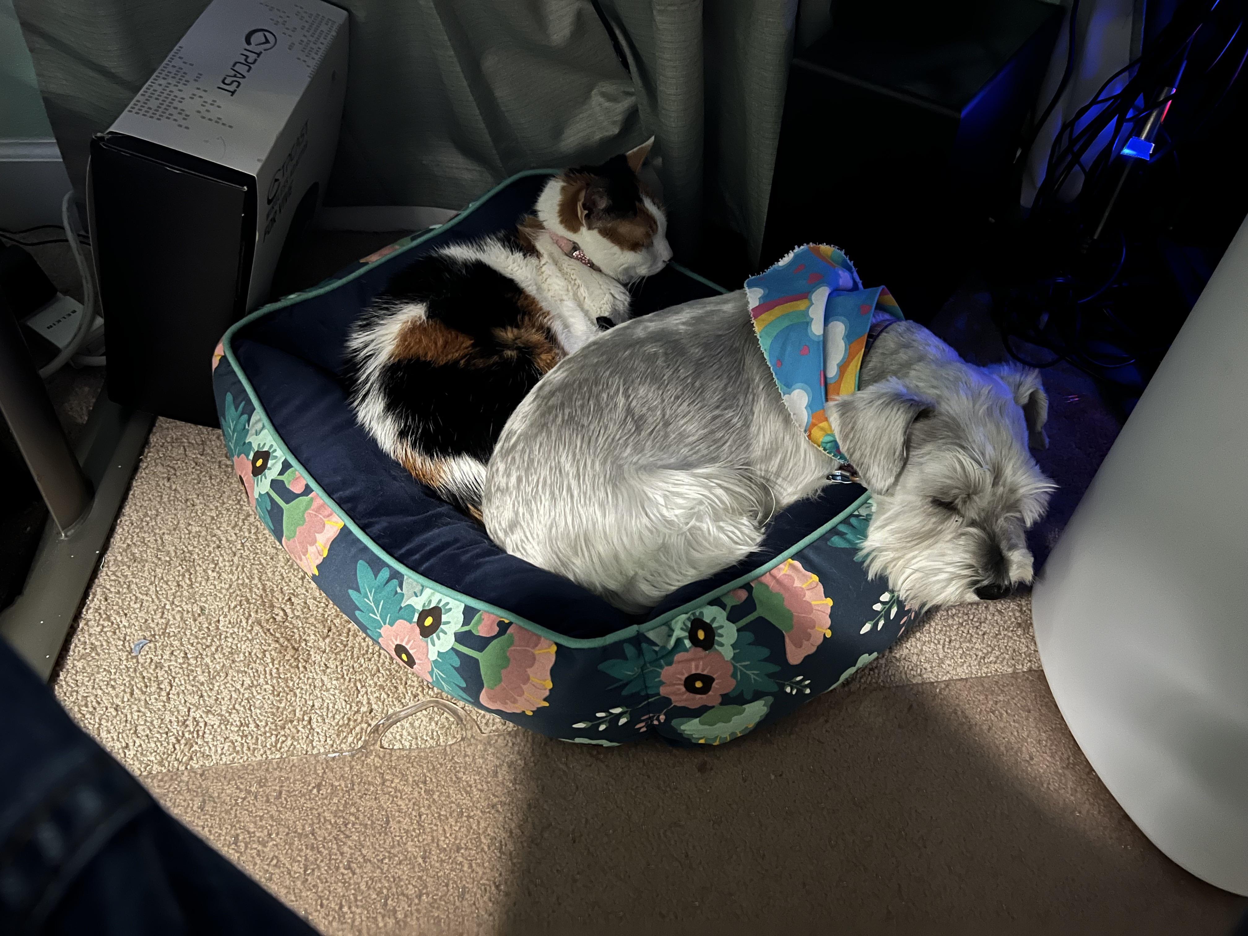 Rainy Day Snuggles
