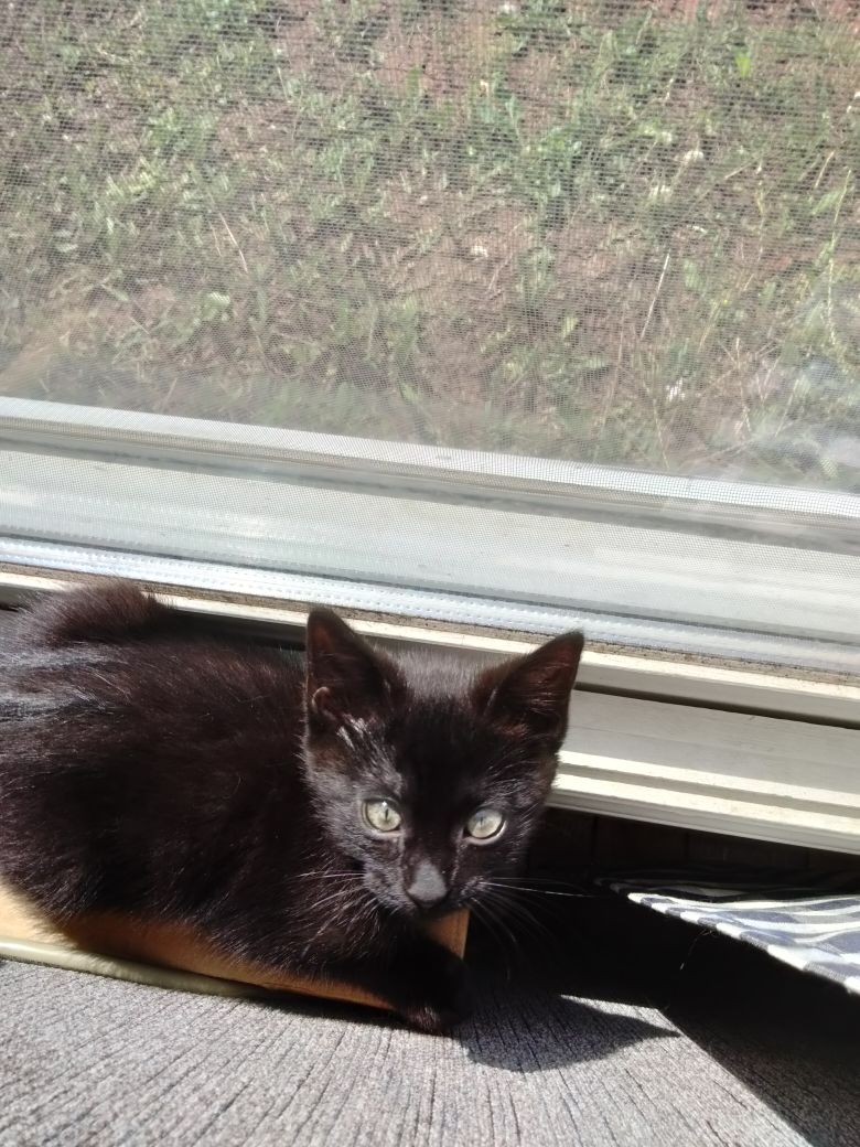 Just adopted this cutie. ❤️ Name Ideas?