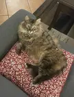 I’m not fat, it’s all fluff !!!