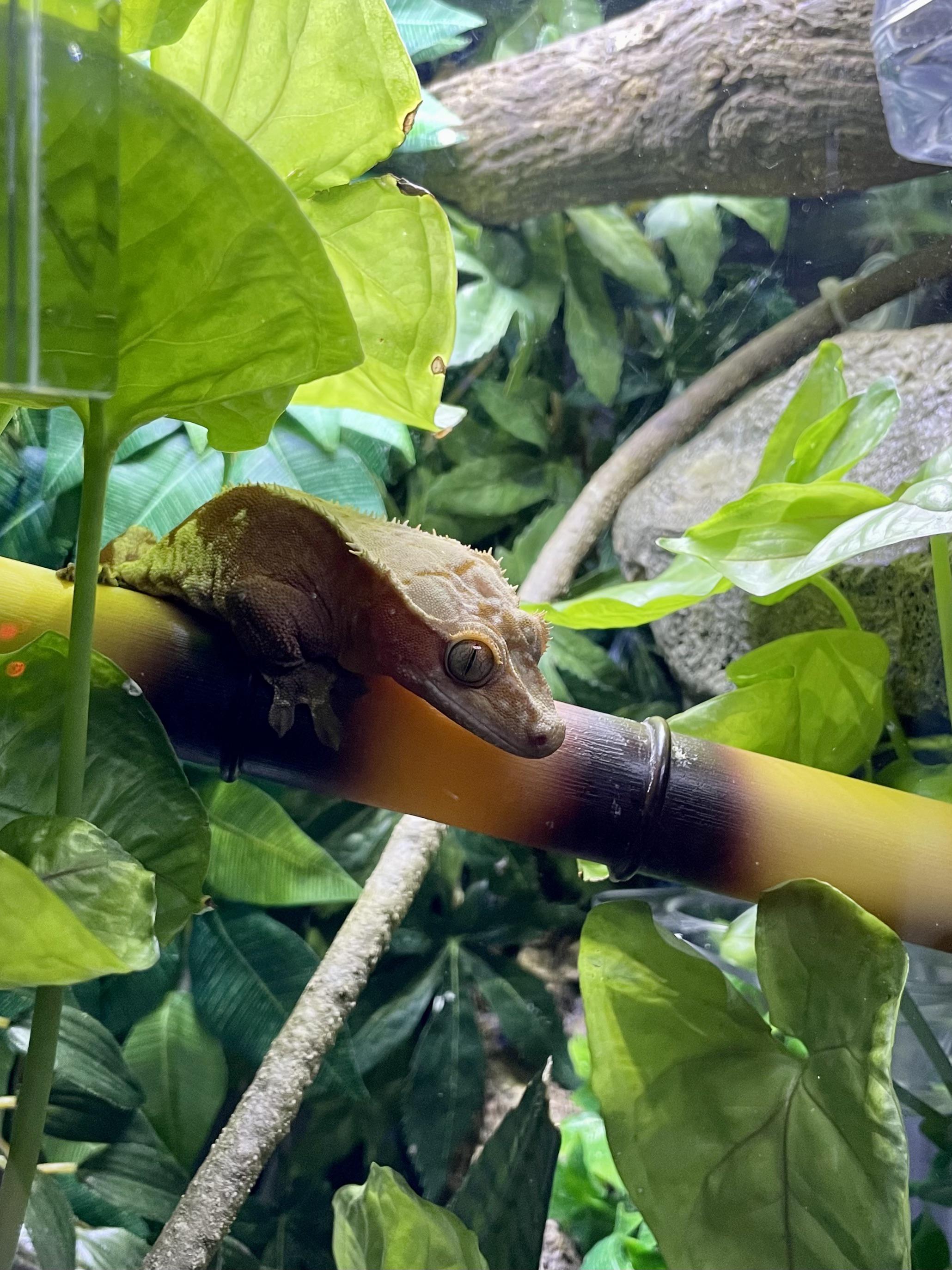 a photo of the rare One-Braincelled Tree Goblin™