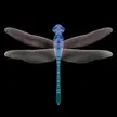 Dragonfly, Me, Illustrator/Photoshop, 2022