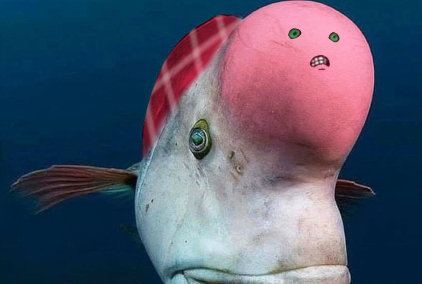 What the hell is this fish called? I was fishing near some church on a beach and this fish with a big ass forehead attacked me!