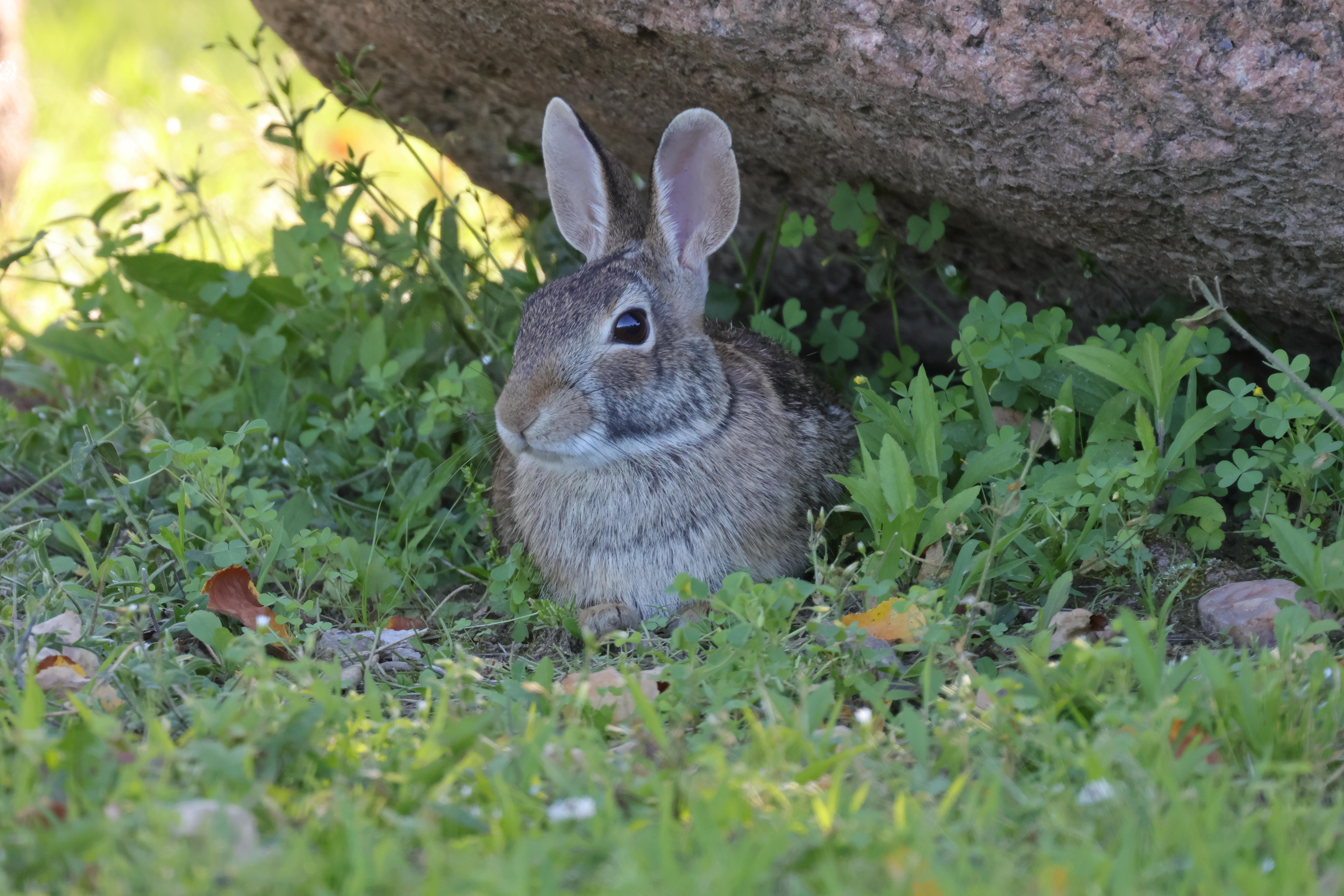 Wild rabbit chilling in the shade | Scrolller