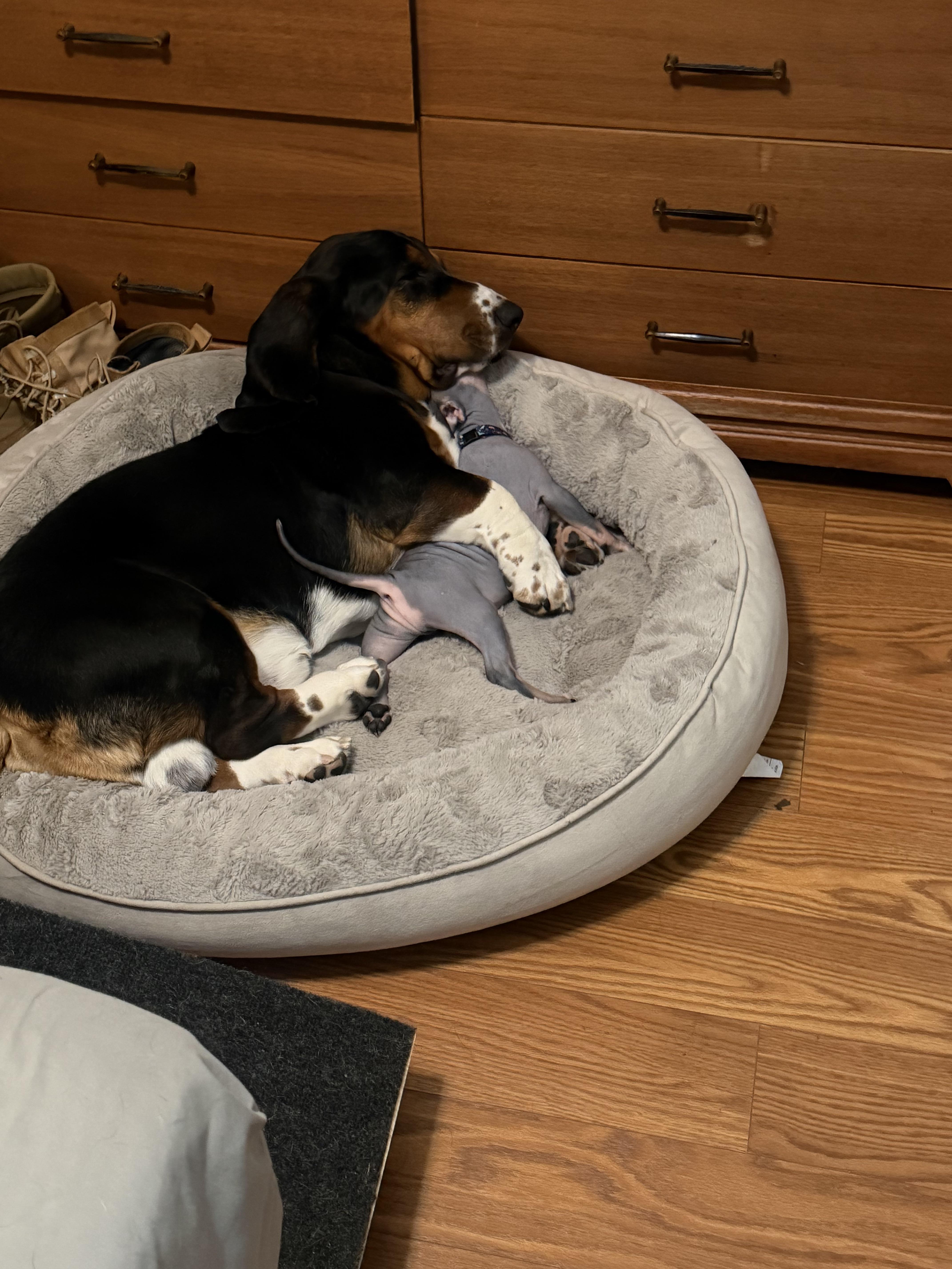 Another shot of Lou baby sitting, he’s never gotten to be the big spoon before