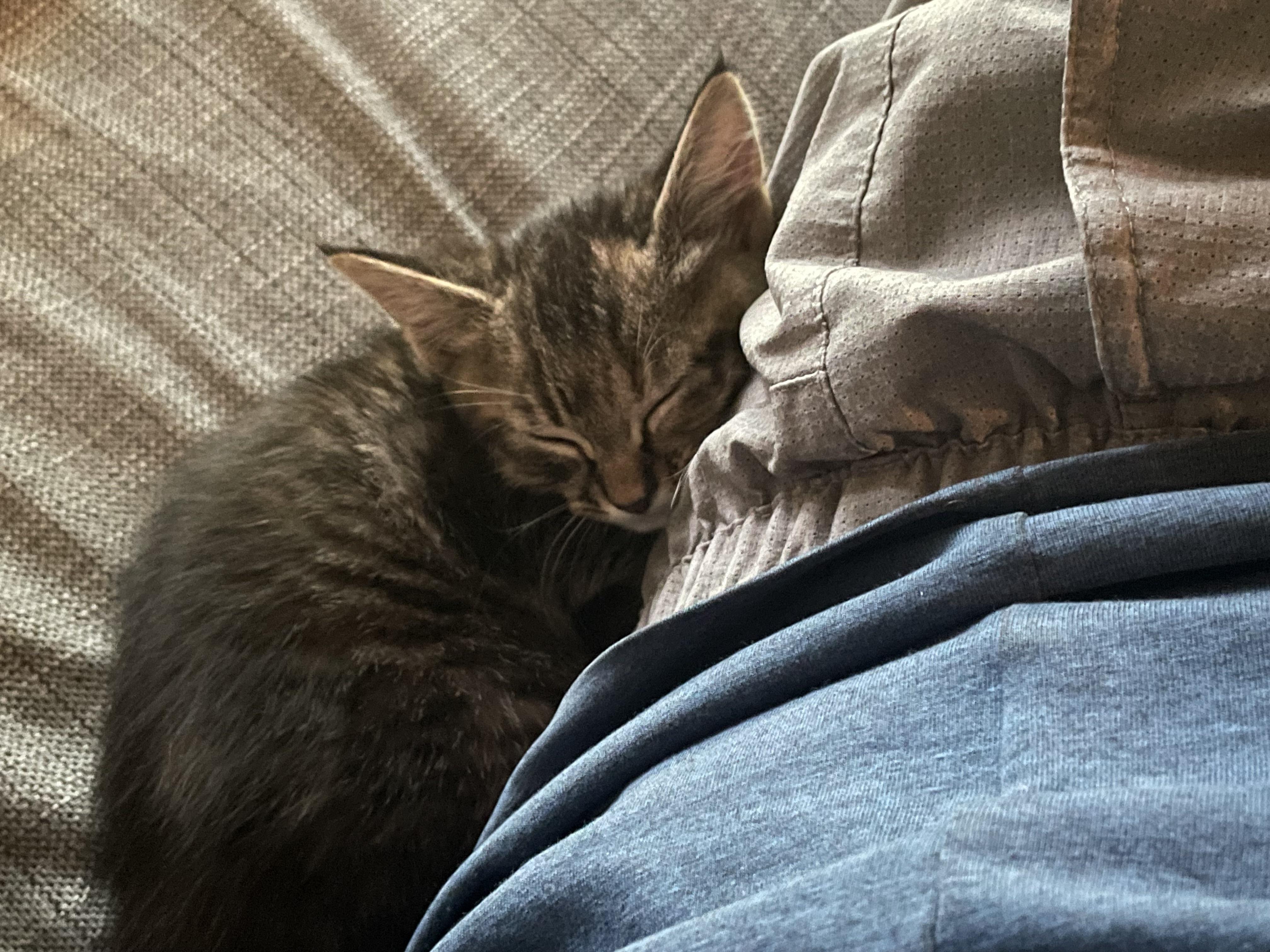 My kitten I just got today curled up next to me.