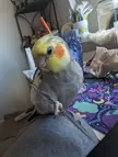 Does your cockatiel hold things with their feets?
