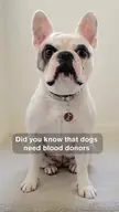 Dogs Can Donate Blood Too!