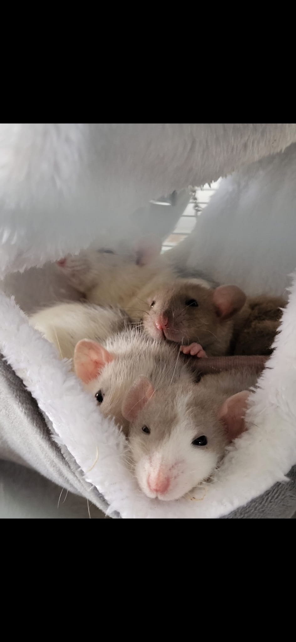 Wish i was a rat..