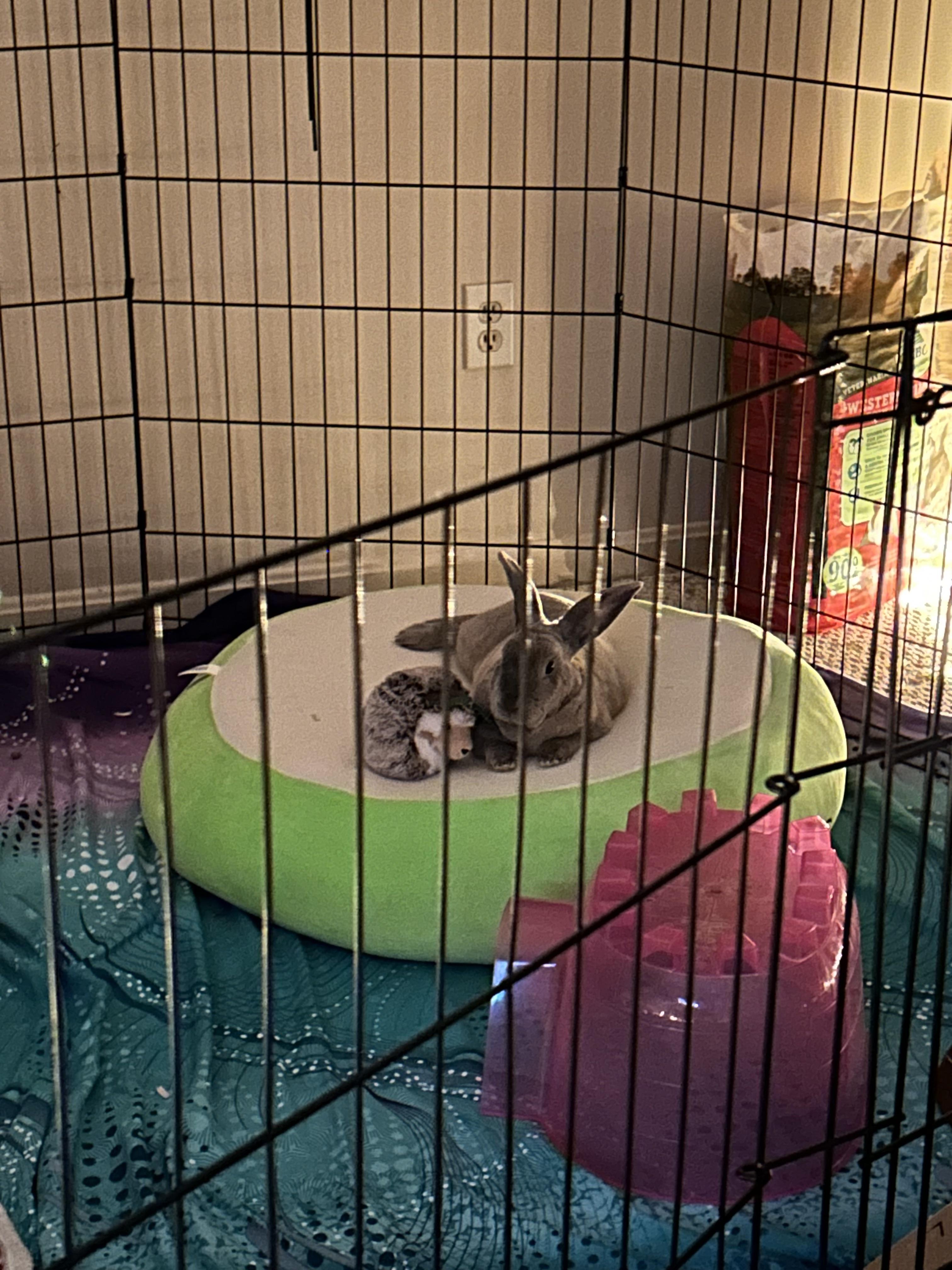 My rabbits freaked out for seemingly no reason, and now one of them won ...