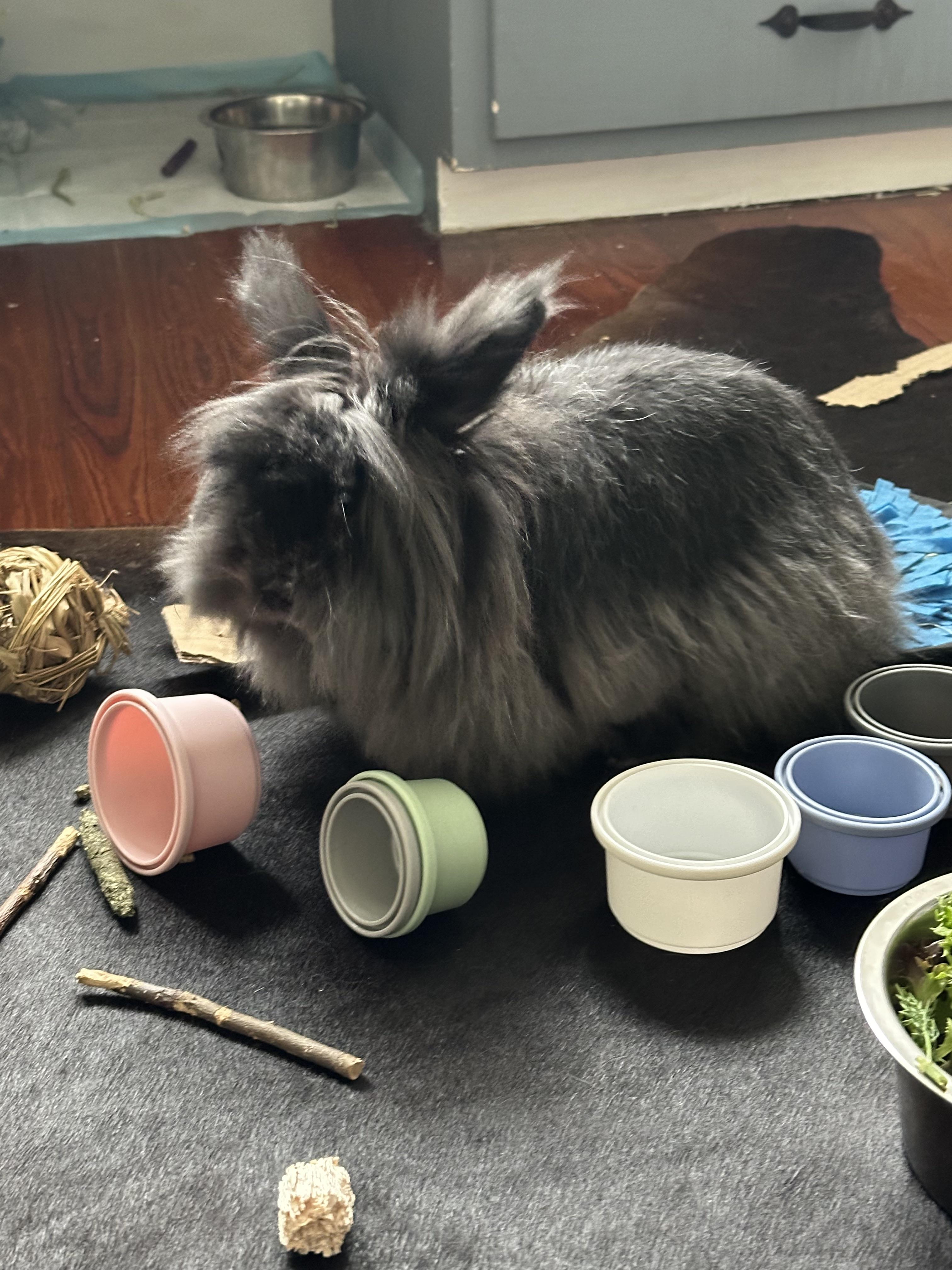 Trouble bonding with 2 year old rescue rabbit (possible trauma) | Scrolller