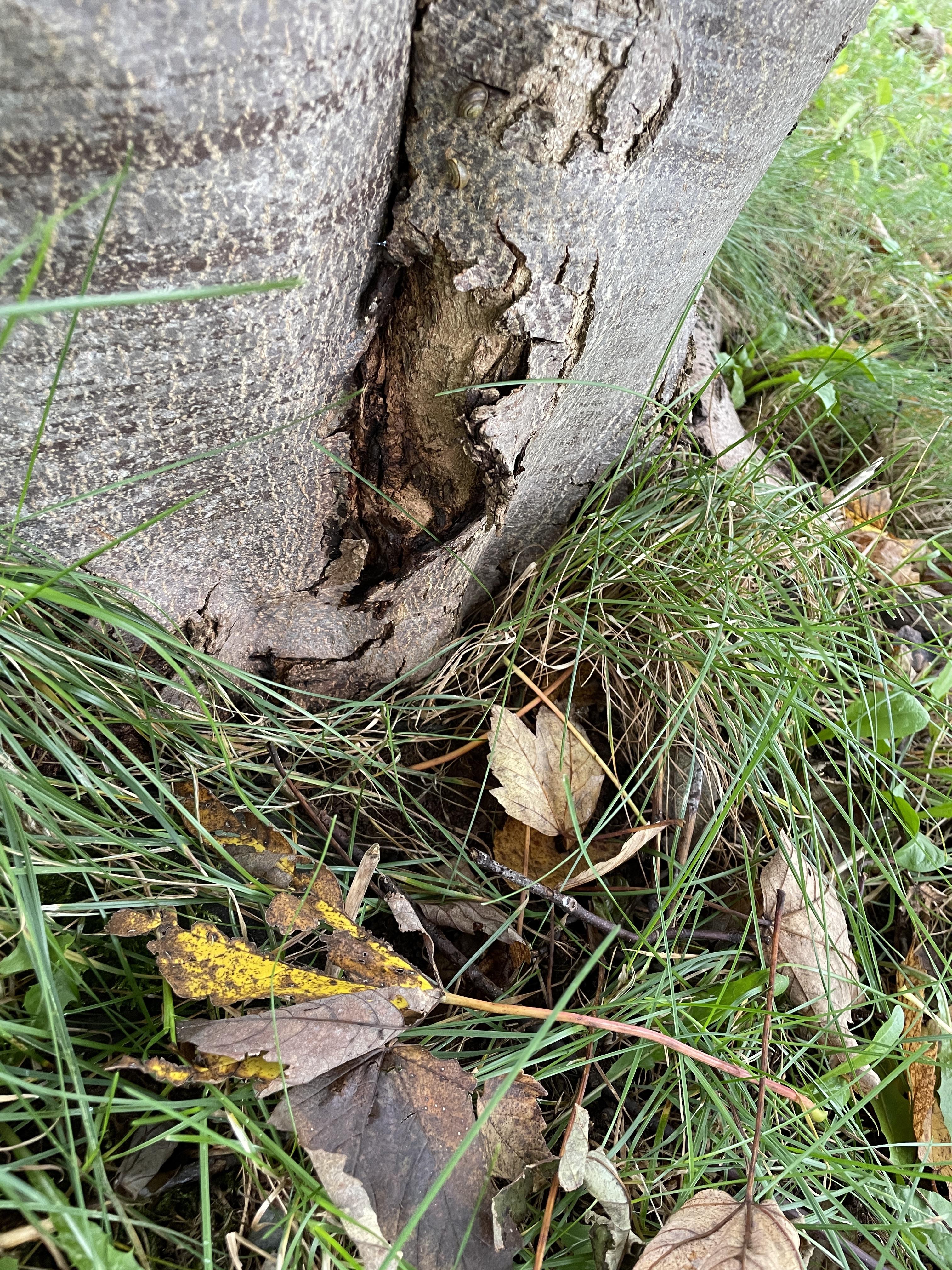 Does this look like serious tree rot or something else? | Scrolller