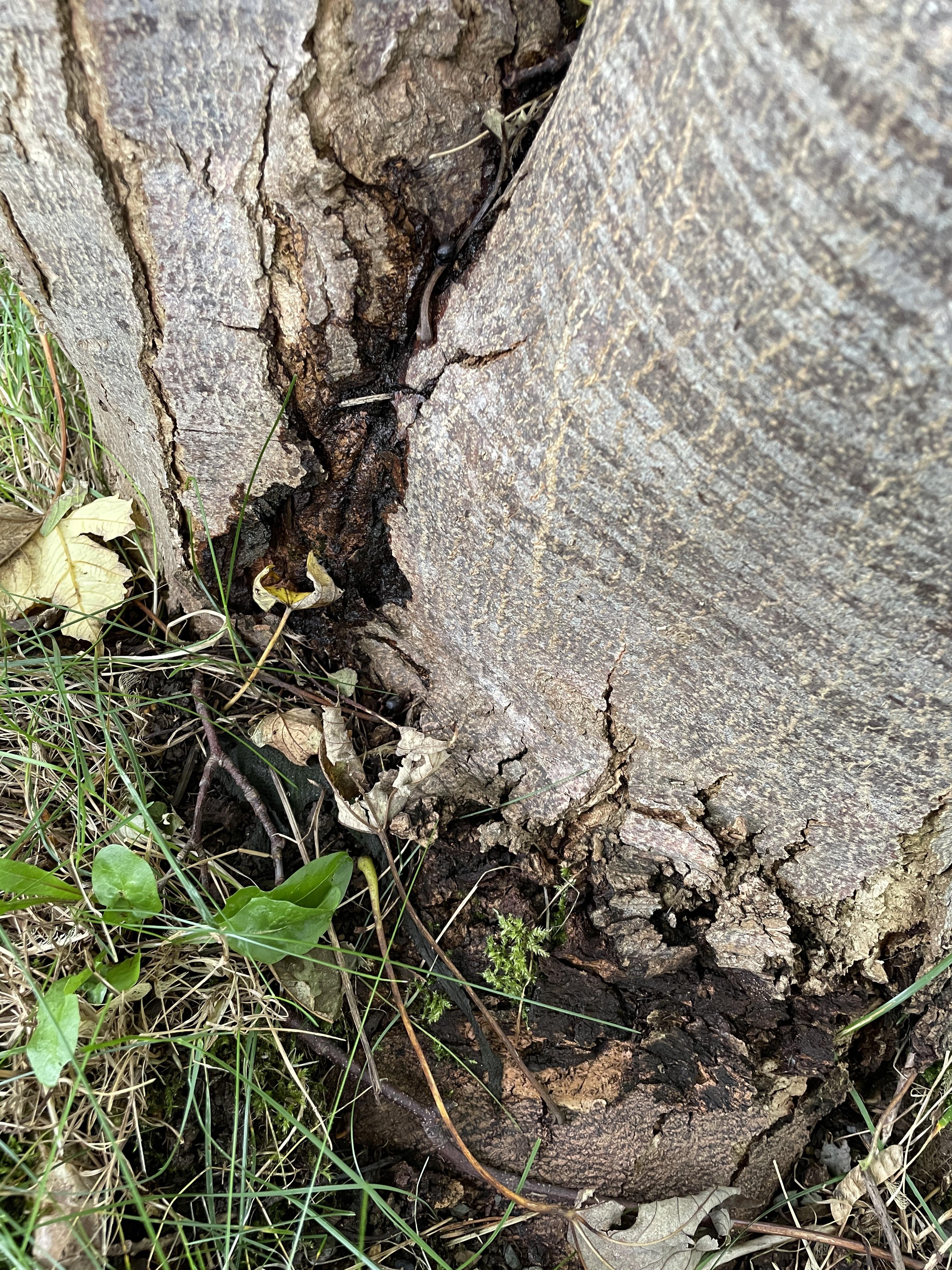 Does this look like serious tree rot or something else? | Scrolller