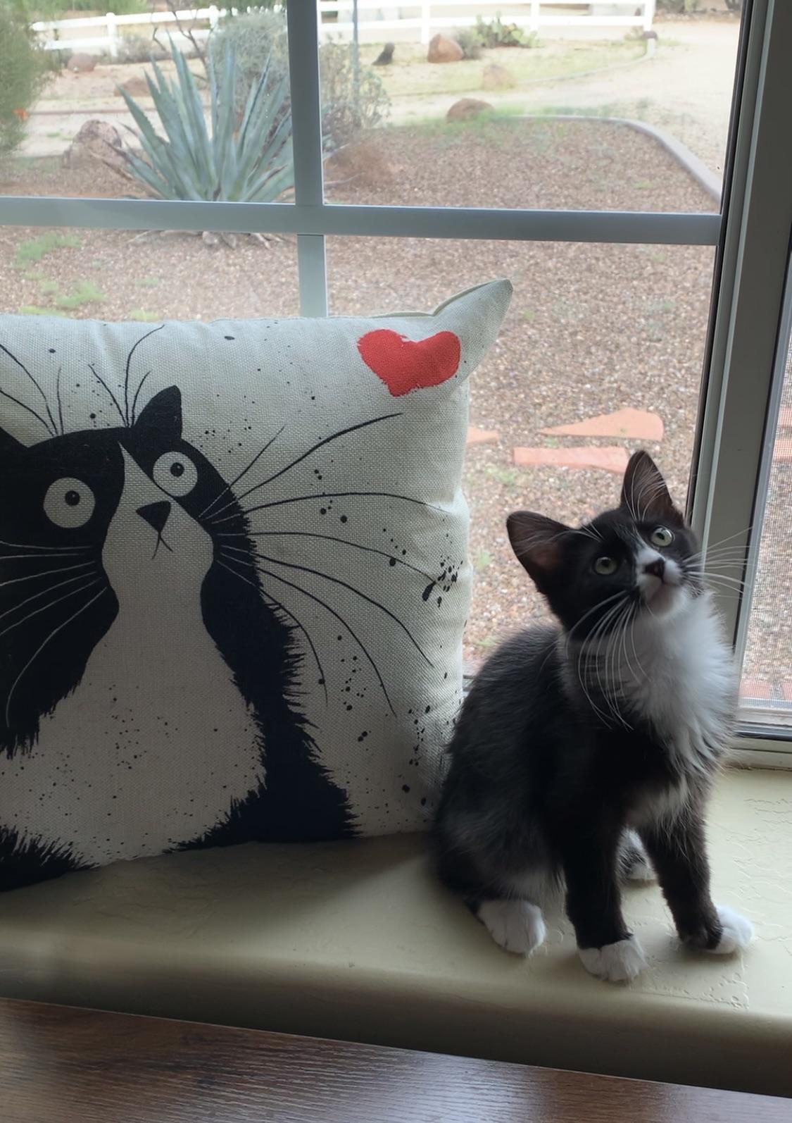 Does your cat match any of your home decor? 😹 Scrolller