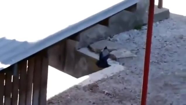 How annoying can a crow be?