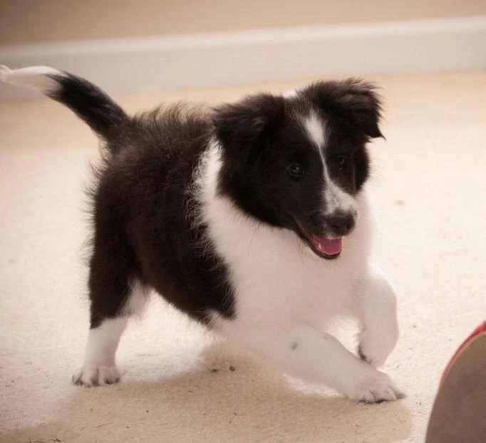 This Cute Border Collie рџђ Scrolller