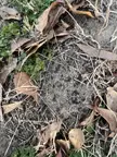 pestcontrol