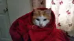 Old man Jasper loves his blanket, even if he looks grumpy