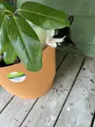 Spotted pot warmer