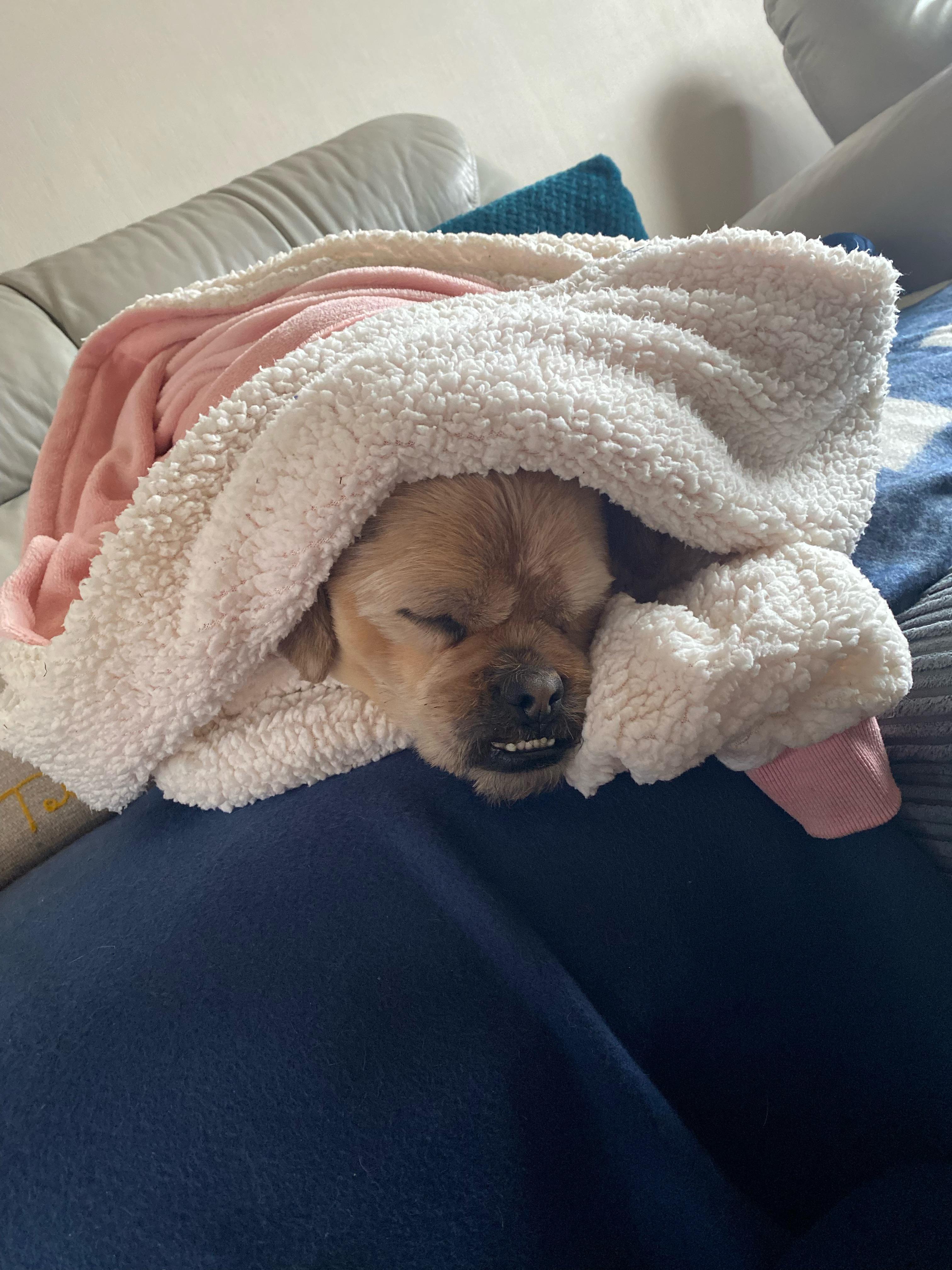 Even his gruffalo teeth are tucked in